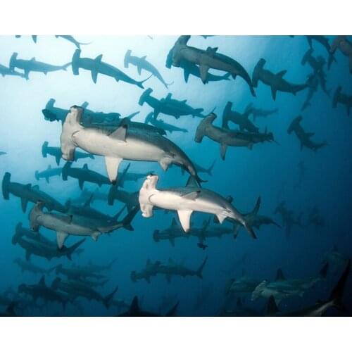 DIY Painting By Numbers Scalloped Hammerheads Kit Oil Picture By Numbers Animals Wall Art Painting on Canvas Home Decoration