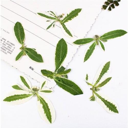 4-7cm/16pcs,Natural Pressed white edged leaves,Real Preserved Plant DIY Wedding invitations Craft Bookmark gift Card decor