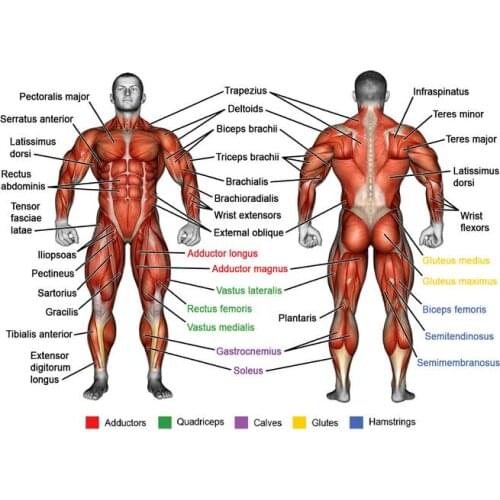 HUMAN ANATOMY MUSCLES OF THE BODY Art Film Print Silk Poster Home Wall Decor 24x36inch