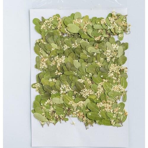 250pcs Pressed Dried Flower Pyracantha Fortuneana Stem Herbarium Epoxy Jewelry Bookmark Phone Case Makeup Nail Art Craft DIY