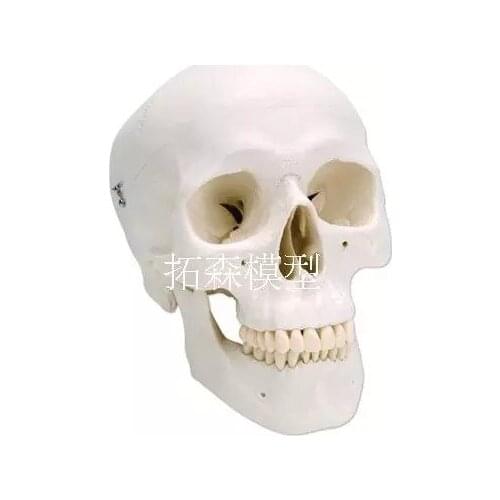 Medical teaching model Painting Simulation human skull model 1:119*15*21CM free shipping