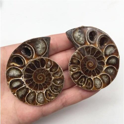 2pcs Half Cut Ammonite Shell Fossil Specimen Madagascar pair fossil ammonite for gifts