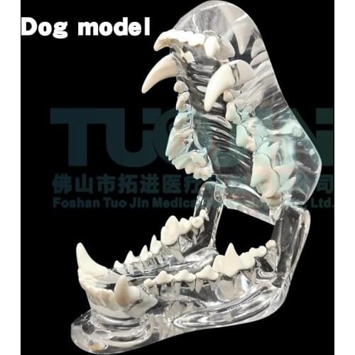 Transparent Resin Dog Teeth Model Canine Dental Modeling Medical Simulators For Training