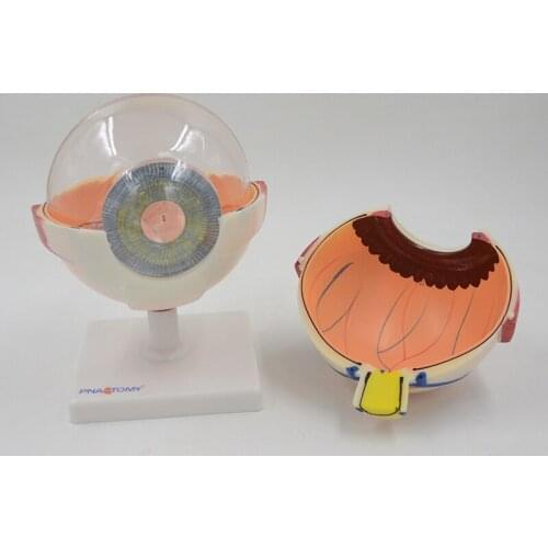 6 times enlarged human eye model ENT ophthalmology eyeball internal structure Cornea iris lens vitreous eye anatomical model