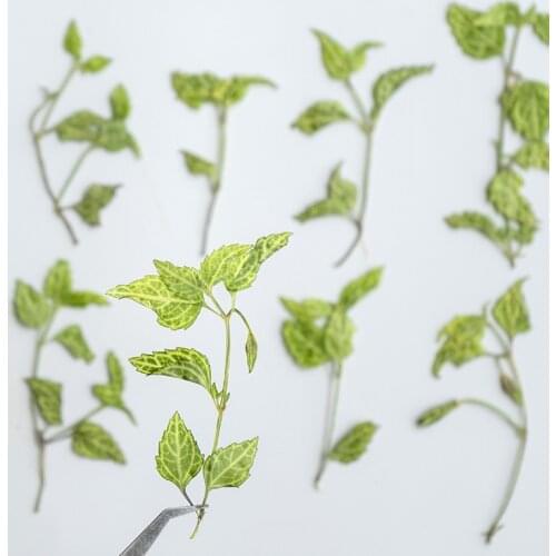 60pcs Pressed Dried Flower Green Leaf With Stem Herbarium Epoxy Jewelry Bookmark Phone Case Makeup Nail Art Craft DIY