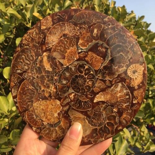 1 piece pearly nautilus round plate