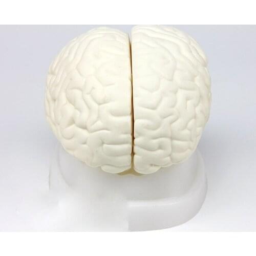 Brain anatomical model