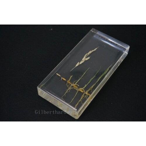 The Specimens Of The Rice Germination In Clear Lucite Block Educational