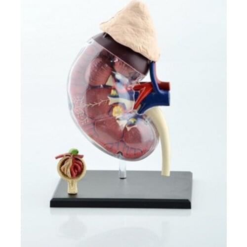 Educational Assembled 4d Human Body Skeleton Anatomy Skull Manikin Heart Anatomy Ear Model Puzzle Medical Science Doll Toys