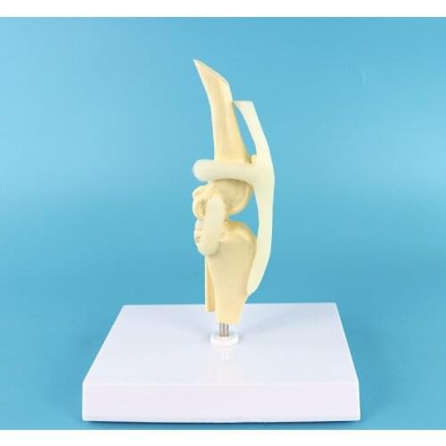 Dog knee joint model Dog skeleton model Pet dog knee model