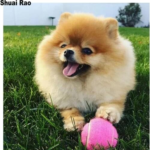 Sweet Pomeranians Diamond painting 5d diy Diamond embroidery Cross stitch resin Full Square round drill animal pet dog drawings