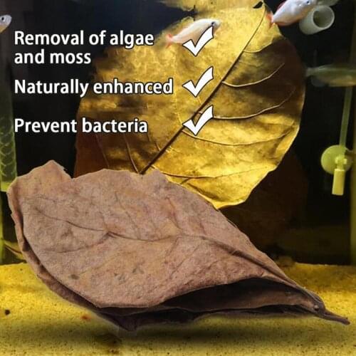5/25/50pcs Natural Catappa Leaves Almond Leaf Fish Cleaning Treatment Aquarium Tank Drop Shipping
