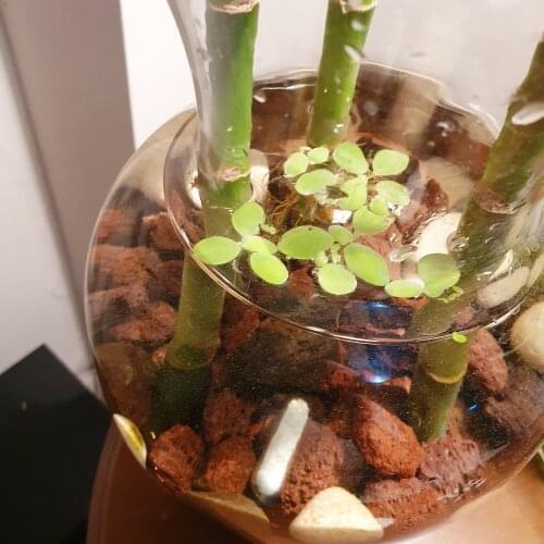 Capsule fertilizer aquarium fertilizer plant food for aquatic plants 20 pcs macro micro element trace elements