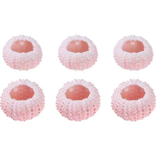 6 Pcs 3/4CM Natural Sea Urchin Shells Conch Shells Tillandsia Containers DIY Air Plants Planting Pots (Random Color)