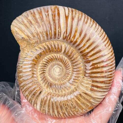 Super size!Natural Ammonite Fossil Specimen Ocean Animal Snail Conch Madagascar Original Specimen Mineral