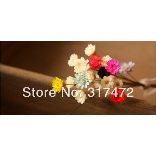 Free mail!!!! Dried flowers small tender, Daisy the glass filler DIY