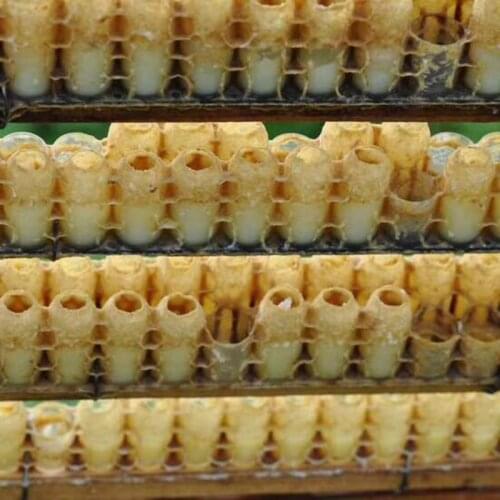 50 pcs Bee Tool White Royal Jelly Cup with Dual Row 63 Holes to produce Royal Jelly