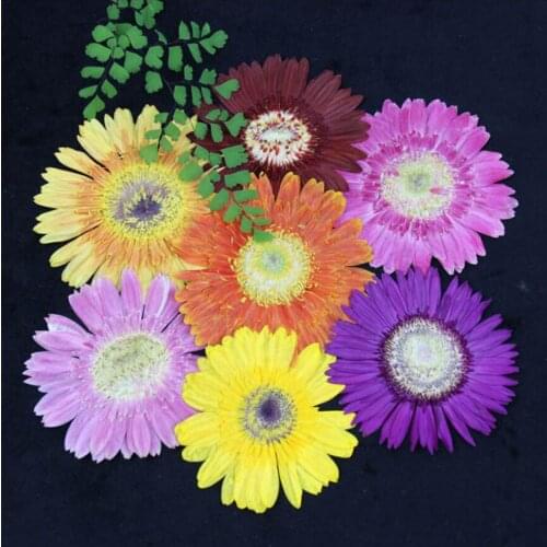 10pcs Pressed Dried Gerbera Jamesonii Bolus Flower Plant Herbarium For Jewelry Making Phone Case Decor Craft DIY