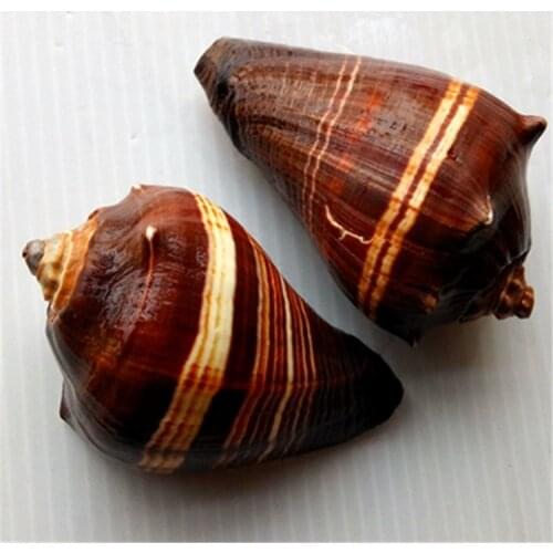 Natural conch shell black rose pink snail Mediterranean collection creative home aquarium aquarium landscaping