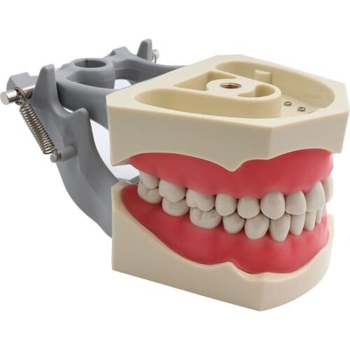 ADC Dental Model Teaching Standard Demonstration Soft Gum 32pcs Teeth Model