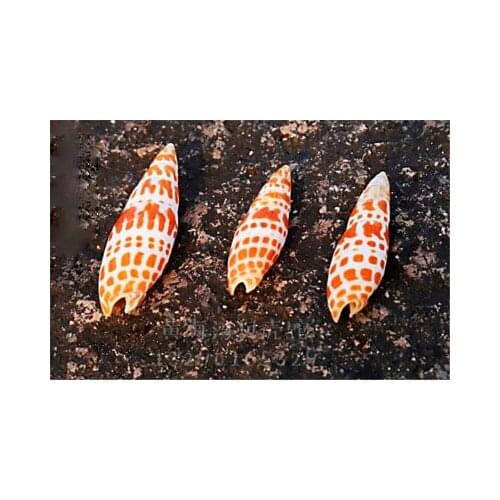 Natural shell koi pen snail fish tank aquarium landscaping Mediterranean style ornaments