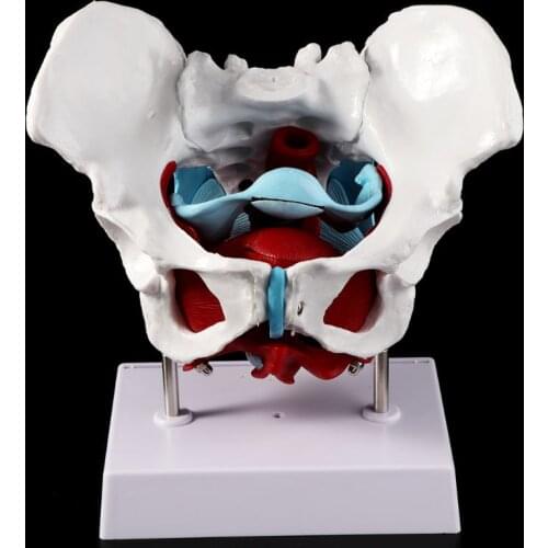 Female Pelvis Pelvic Floor Muscle Model Uterus Ovary Muscle Teaching Resources Educational Supplies Removable