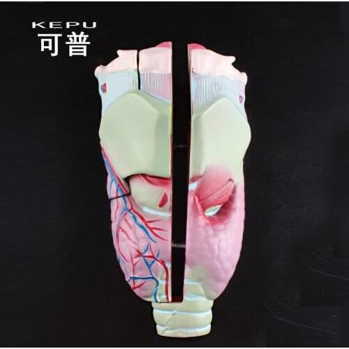 Enlarged Human Laryngeal Anatomical Model Simulation Detachable Biological Visual Aids Medical Teaching Demonstration