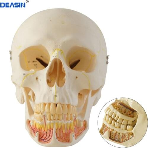 1pcs Skull Model Extraoral Model Dental Tooth Teeth Dentist Anatomical Anatomy Model Odontologia
