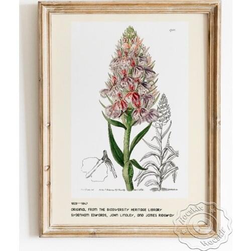 Sydenham Edwards Exhibition Museum Poster, Leafy Orchid Dactylorhiza Foliosa Canvas Painting, Botanical Illustration Home Decor