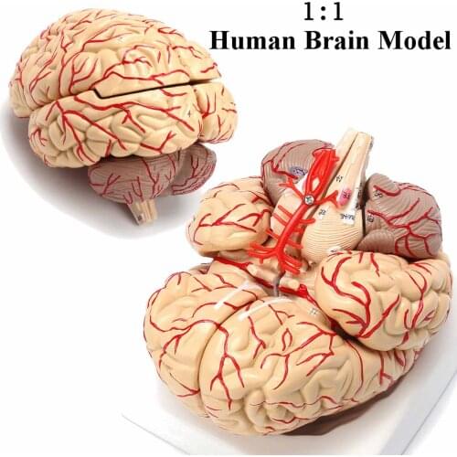 1:1 Life Size Model With Arteries Anatomical Medical Organ Anatomy Model School Educational Medical Science Teaching biology