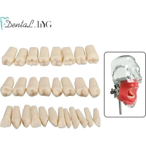 28 PCS / Bag Dental Resin Simulation Tooth Model High Quality For Dentistry Exam Preparation Teaching Studying Dentist Tools New