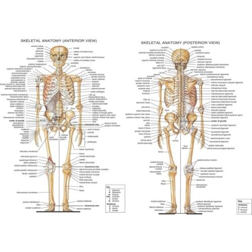 ANATOMICAL SKELETON - SKELETAL SYSTEM HUMAN BODY MEDICAL Art Silk Poster Home Wall Decor