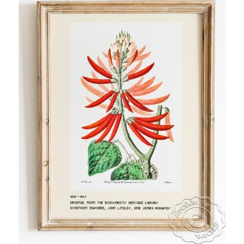 Sydenham Edwards Exhibition Museum Poster, Naked-flowering Erythrina Canvas Painting, Botanical Enthusiast Collection Wall Decor