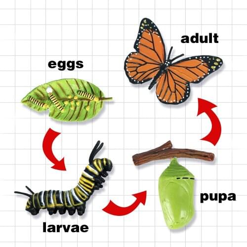 Children Adult Educational toy Simulation animals PVC Goose Growth Cycle Model toy Popular Science Decoration Gift