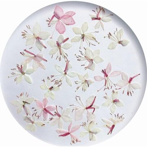 Gaura Lindheimeri Pressed Dried Flowers for Resin Natural Dried Flower for Resin Jewelry Making Soap and Candle Making 12pcs/bag