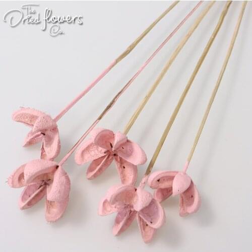 5PCS/Package Tropical Bullet Flowers Stick Gold Silver Green Dried Flower Wedding Decor Home Decor Dried Grass Preserved 6-8cm