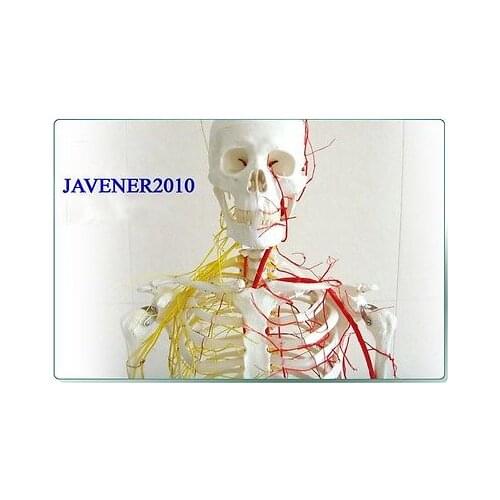 NEW170cm Human Anatomical Anatomy Skeleton Model Blood Vessel And Nerves +Stand