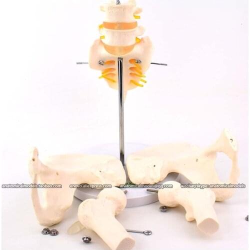 12338-1/CMAM Pelvic Skeleton Model with Movable Femur Heads and 2pcs Lumbar Vertebrae
