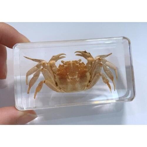 FREE SHIPPING yqtdmy Vintage Cool Specimen Crab Vogue Insect Jewelry