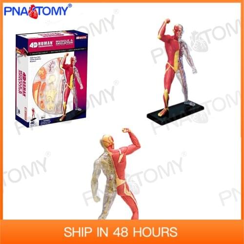 Mini Human Detachable Muscular Figure MODEL 46 Parts 4D MASTER HUMAN ANATOMICAL MODELS DIY TOYS BODY ANATOMY Muscles 26058