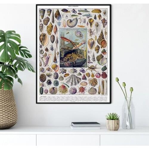 Seashells Chart French Dictionary Chart MOLLUSKS Poster Ocean Life Canvas Print Vintage Natural Painting Office Wall Art Decor