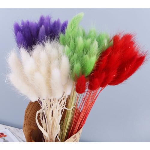 Natural Dried Rabbit Tail Grass Bunch Pampas Real Flower Plant Bouquet For Photography Props Flores Diy Home Wedding Decor