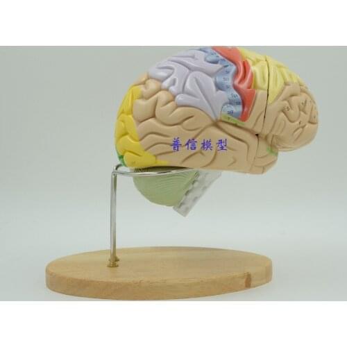 Free shipping&Science Museum use, medical, brain assembly, 2 times life - size brain,human brain anatomy model,Medical anatomy