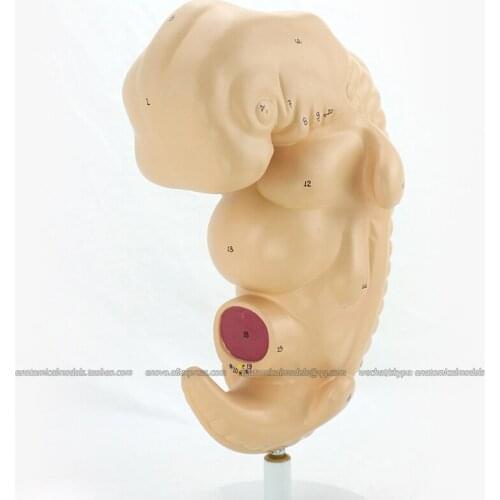 CMAM/12476 Human Embryo, 4-Week Old,50X life size, Genitourinary Medical Teaching Anatomical Model