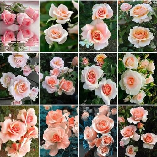5d DiY Full Diamond Painting Mosaic Pink Rose Flower Needlework Diamond Embroidery Cross Stitch Set Home Wall Decoration Art