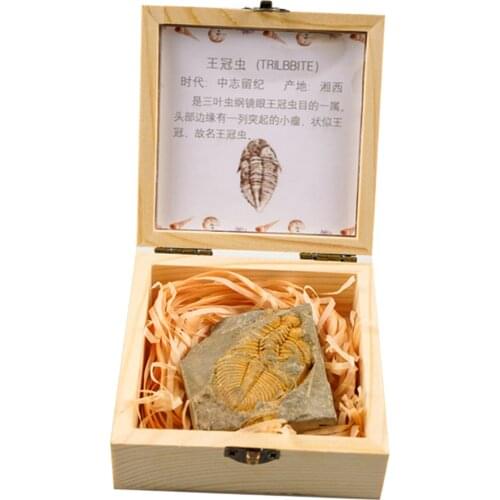 Natural Trilobite Tail Fossil Specimens Art Collect DIY Crafts Original Stone