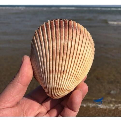 Cockles, natural ocean shells, conch, Mediterranean style, home decoration, ornaments, specimen shooting props