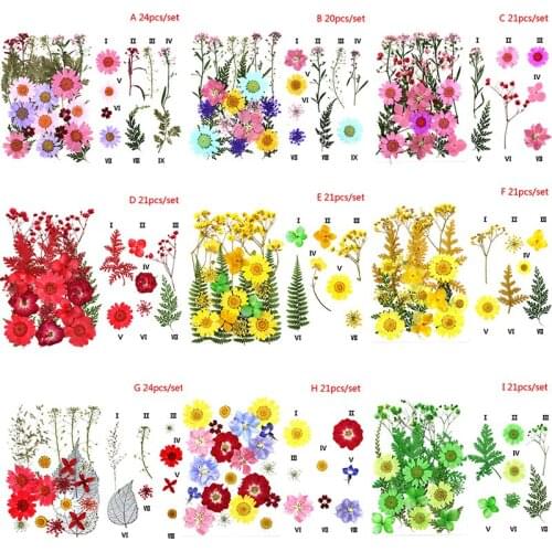 Pressed Flower Mixed Dried Flowers DIY Art Floral Decors Collection Gift