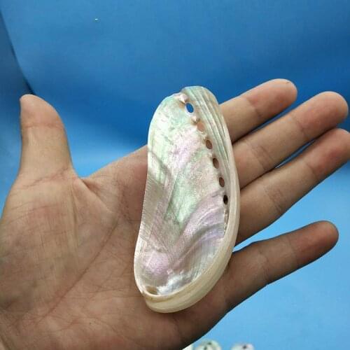 Natural conch shells and abalone shell polishing abalone shell case abalone sea shell
