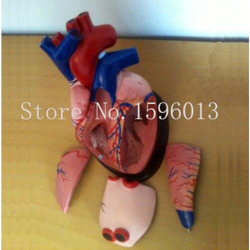 Medical Anatomy Heart Model 5 parts, Middle Heart Model, 3 times enlarged heart model